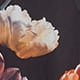 Future Floral