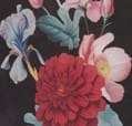 Royal Aster