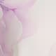 Painted Petals
