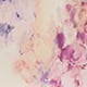Wisteria Floral